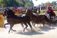 FEI Combined Driving