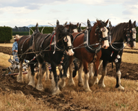 Horses at the plough